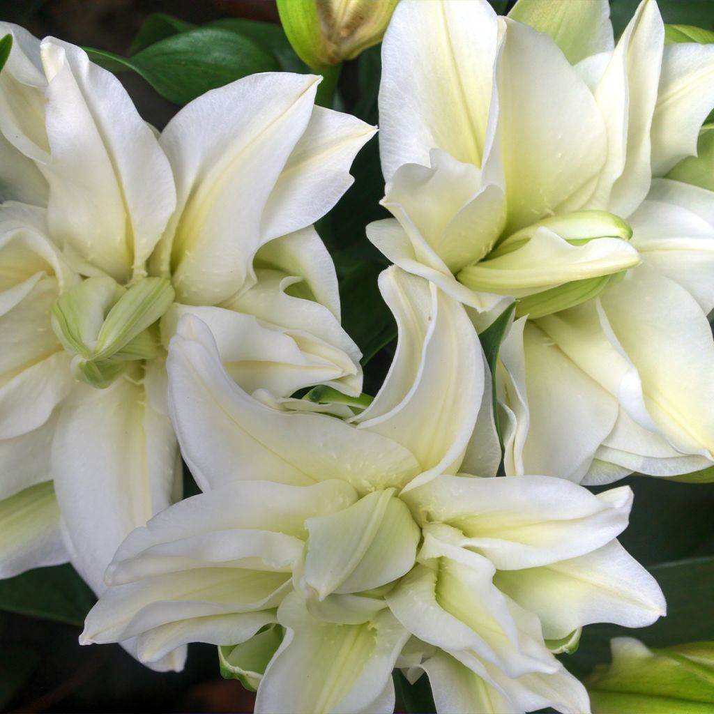 Lilium oriental Polar Star - Giglio orientale ibrido