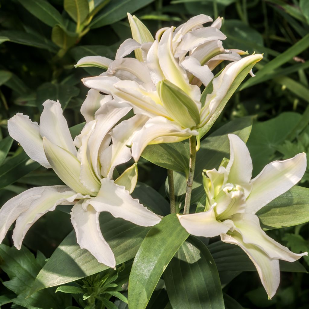 Lilium oriental Polar Star - Giglio orientale ibrido