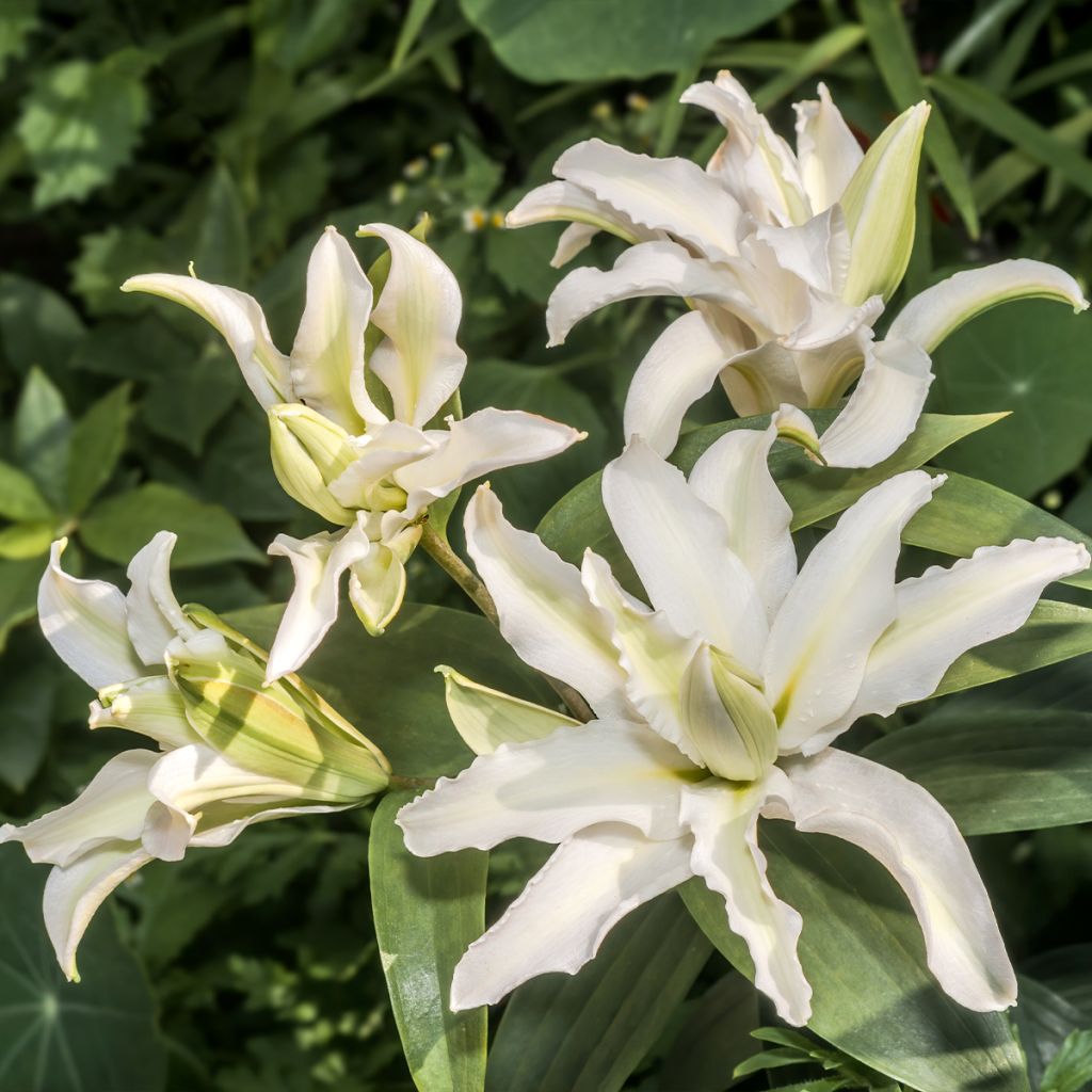 Lilium oriental Polar Star - Giglio orientale ibrido