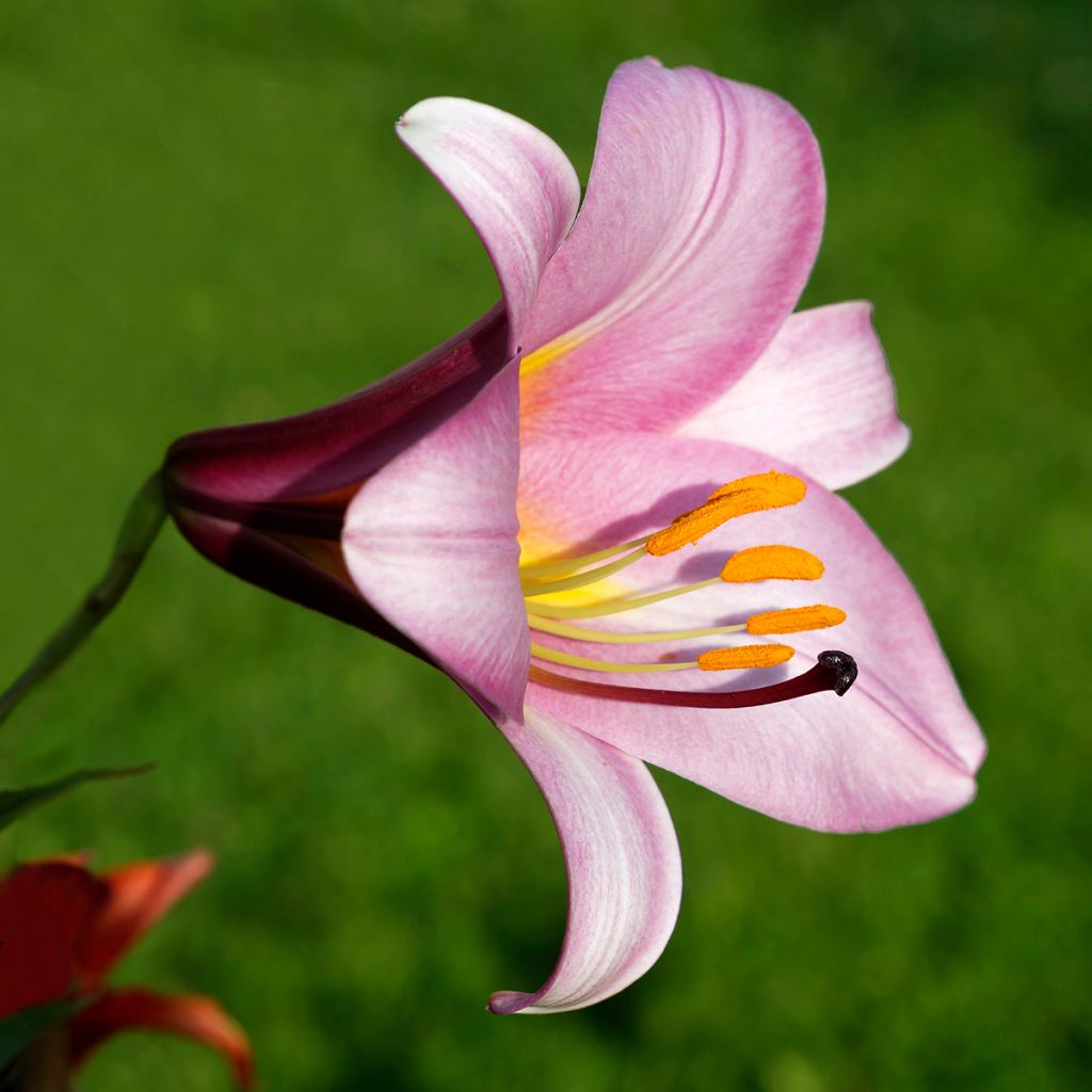 Lis trompette - Lilium Pink Perfection