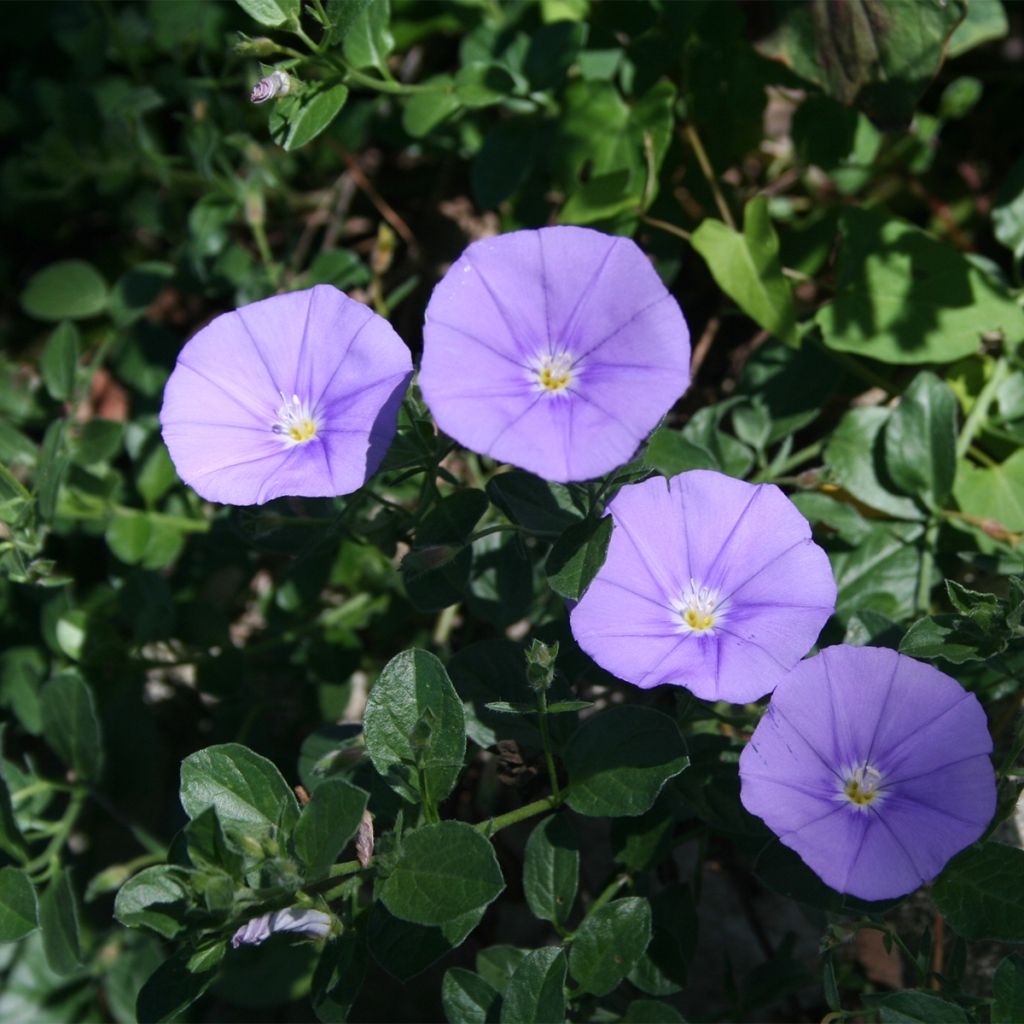 Convolvulus sabatius Compacta - Convolvolo