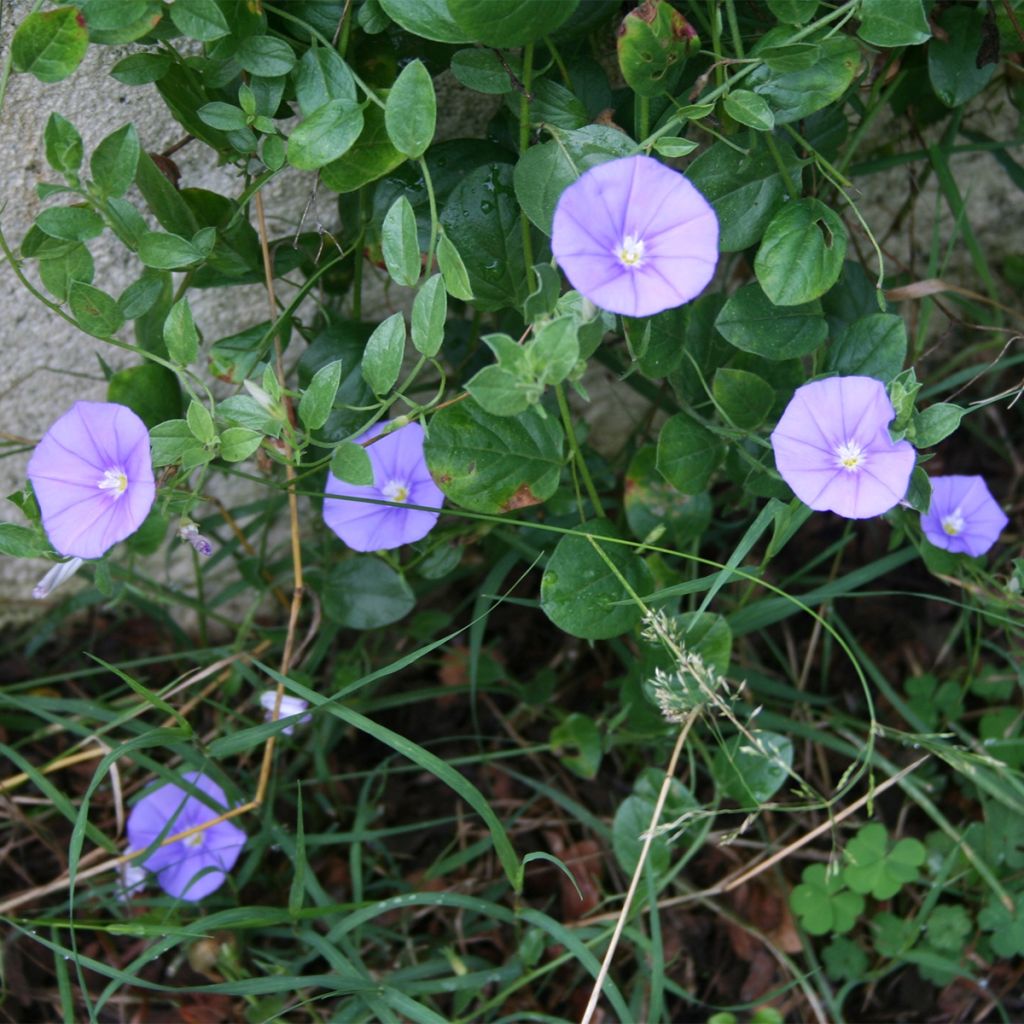 Convolvulus sabatius Compacta - Convolvolo