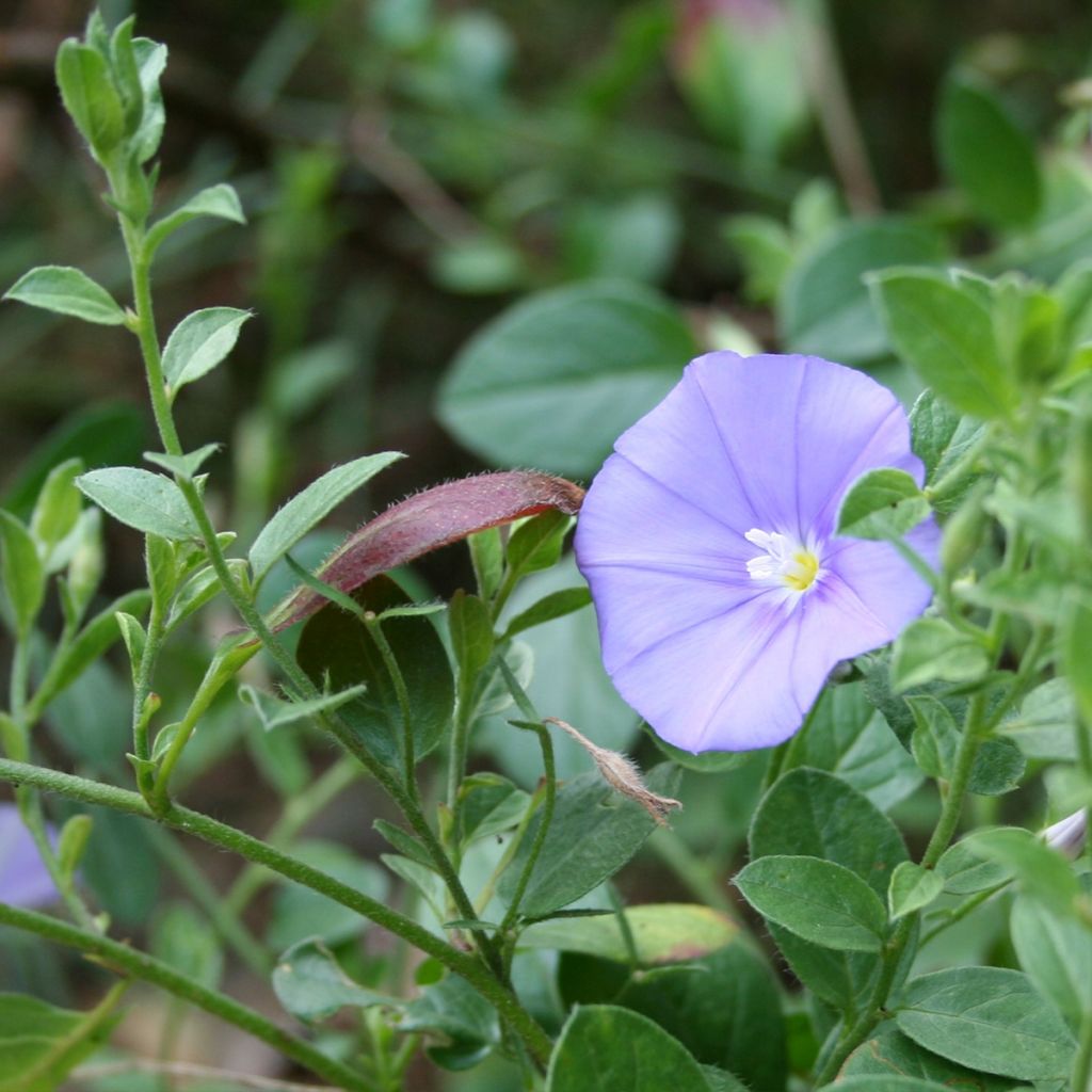 Convolvulus sabatius Compacta - Convolvolo