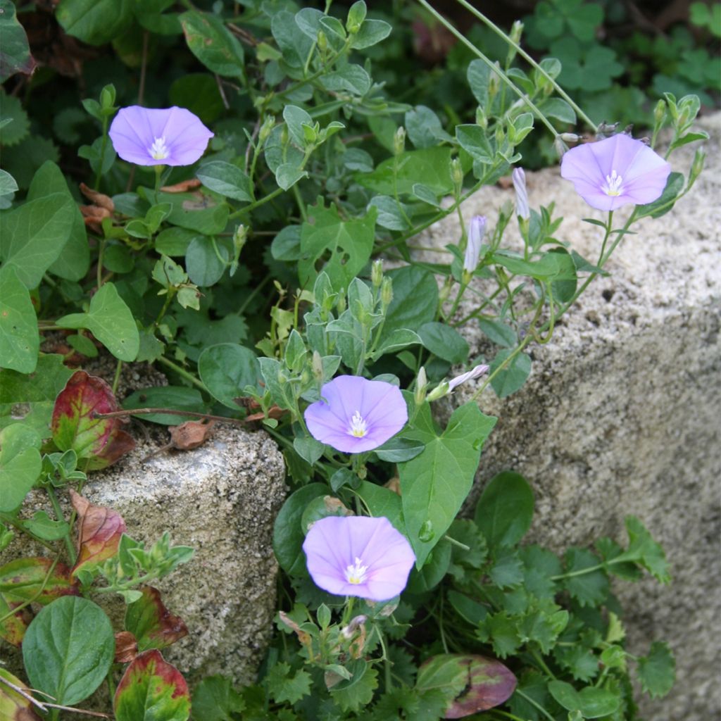 Convolvulus sabatius Compacta - Convolvolo