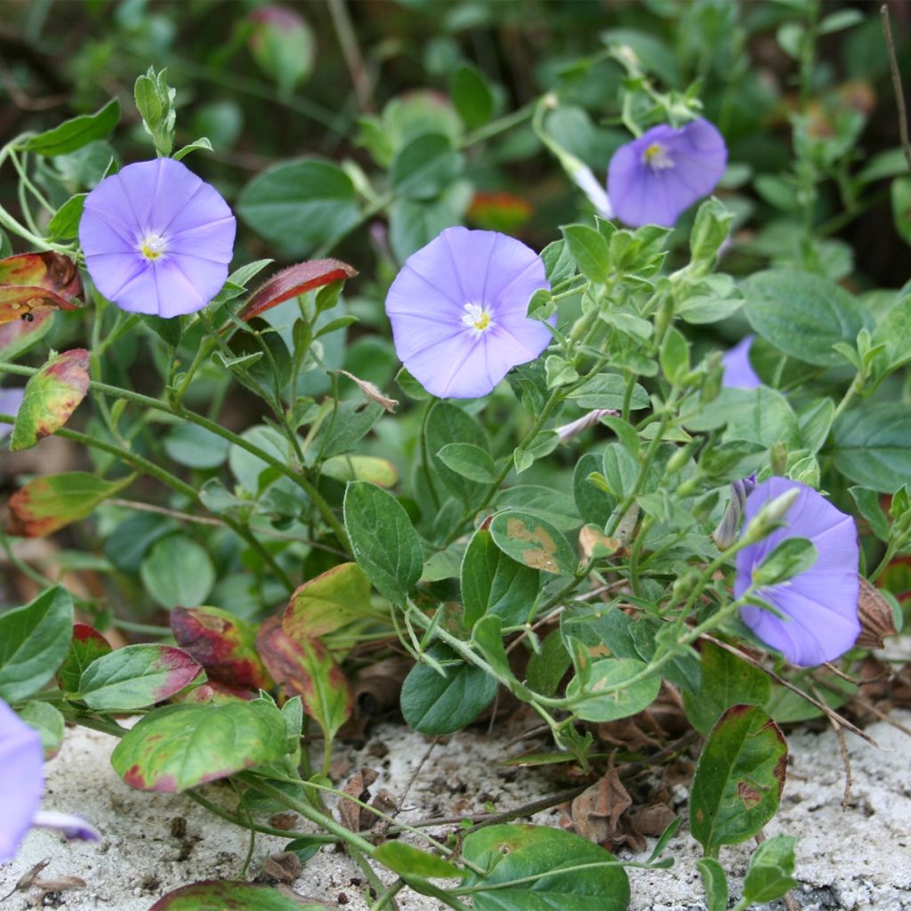 Convolvulus sabatius Compacta - Convolvolo