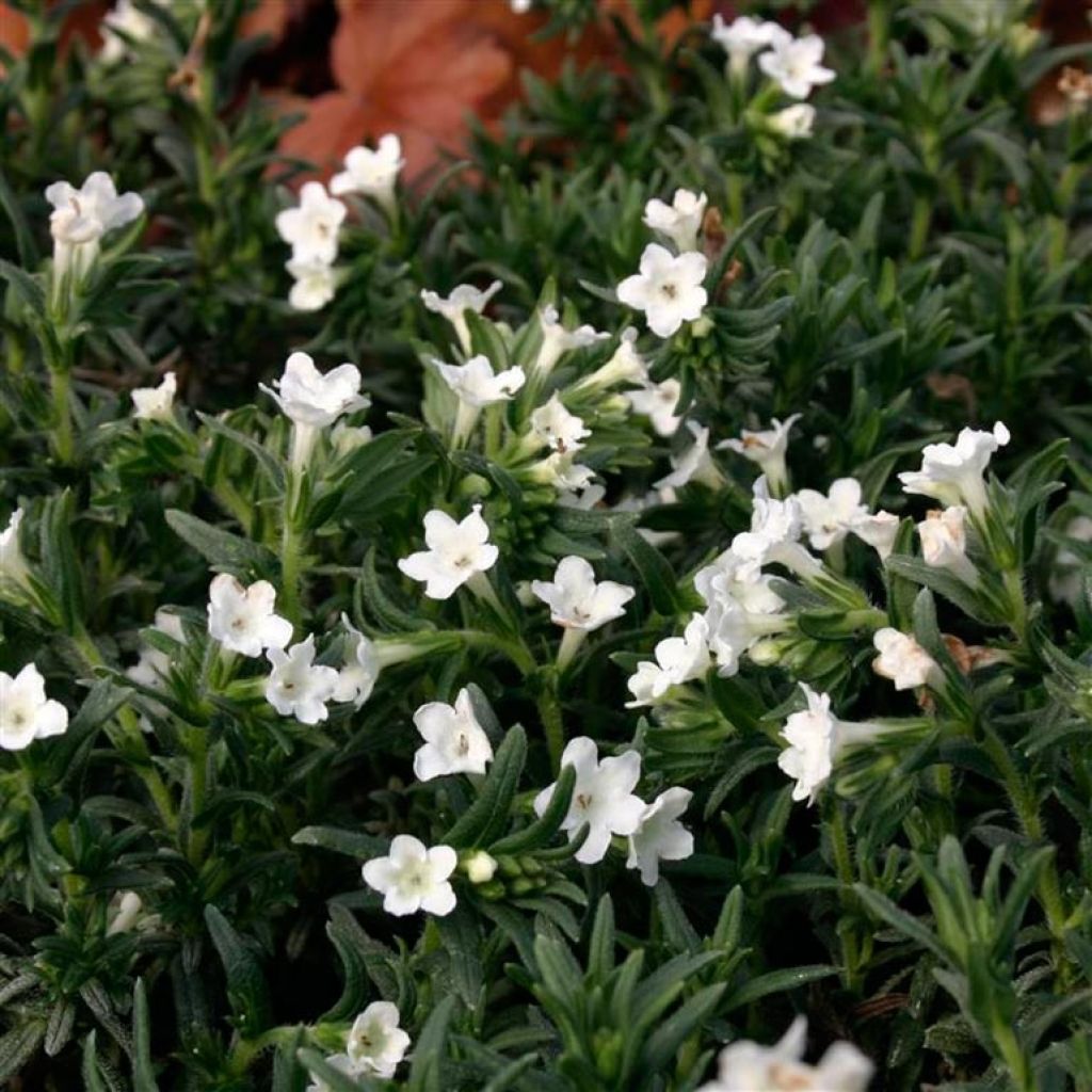 Lithodora diffusa Alba - Grémil blanc