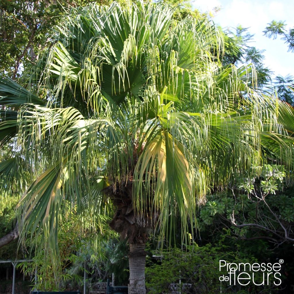 Livistona chinensis - Palmier éventail japonais 