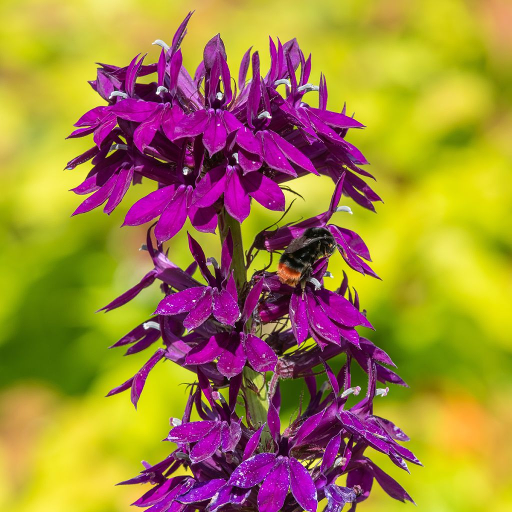 Lobelia Vedrariensis