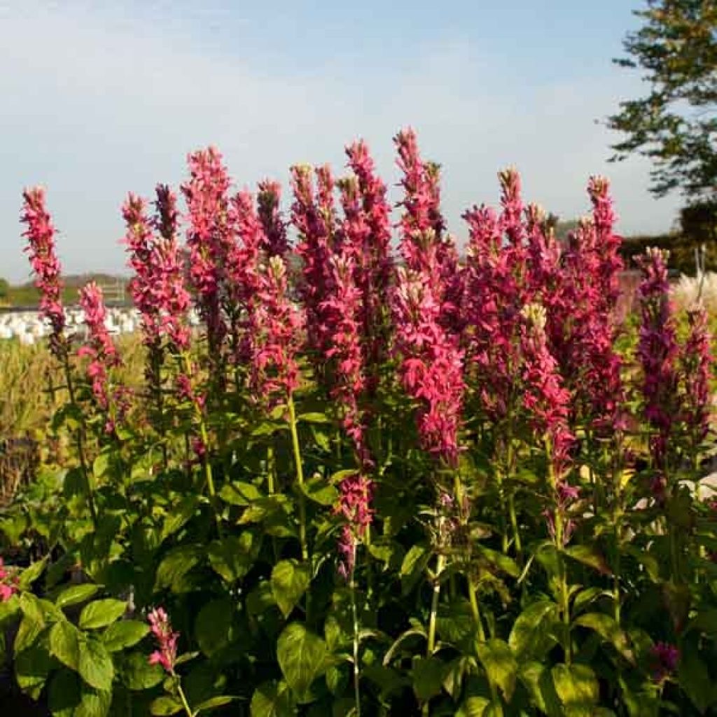 Lobelia Hybride Monet Moment