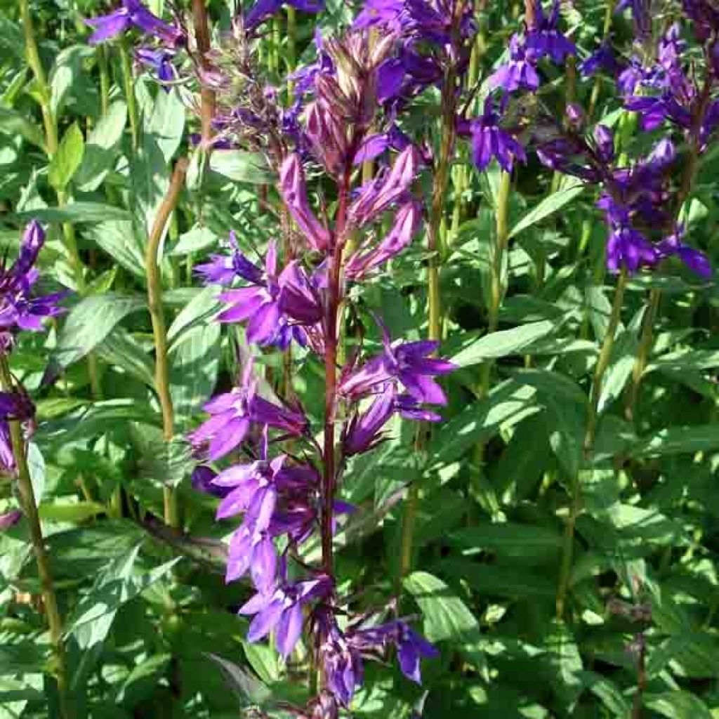 Lobelia Gerardii Vedrariensis