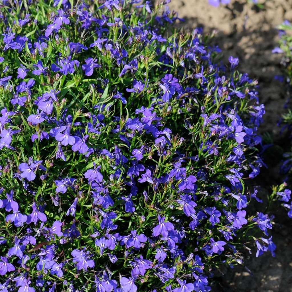 Lobelia Crystal Palace