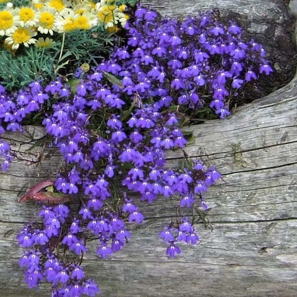 Lobelia Crystal Palace