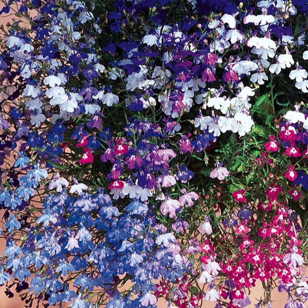 Lobelia Regatta Mix