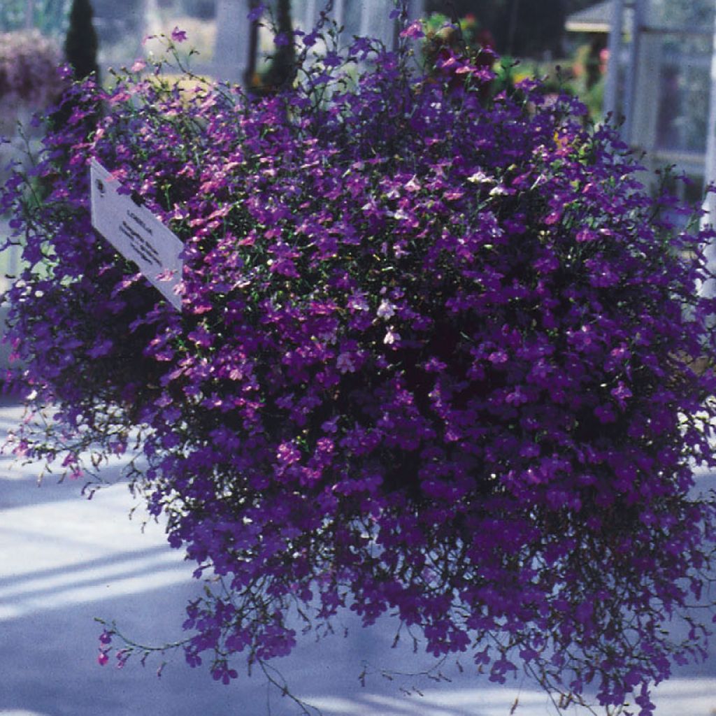 Lobelia Regatta Deep Blue