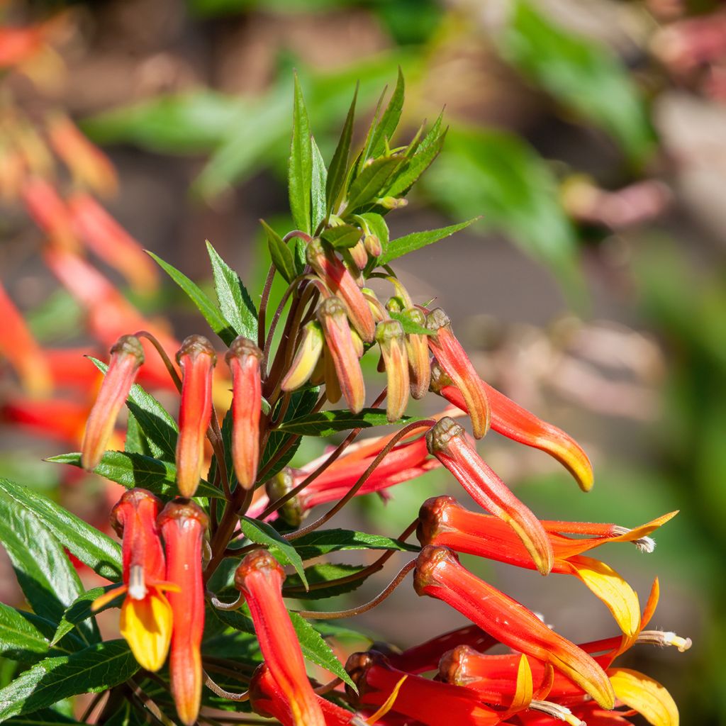 Lobelia laxiflora - Lobelia lassiflora