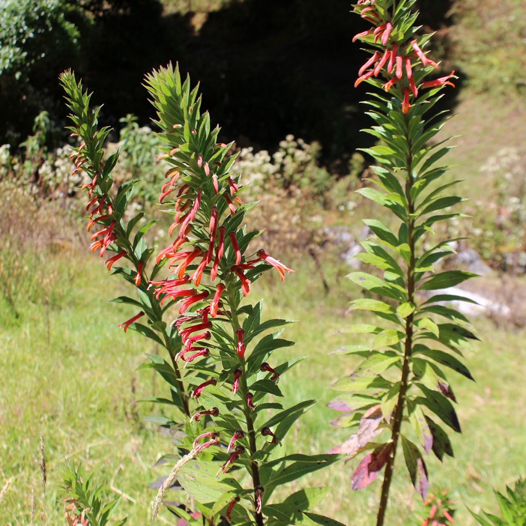 Lobelia laxiflora - Lobelia lassiflora