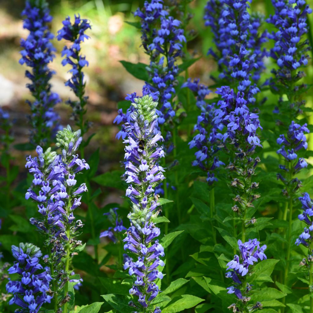 Lobelia siphilitica - Lobélie