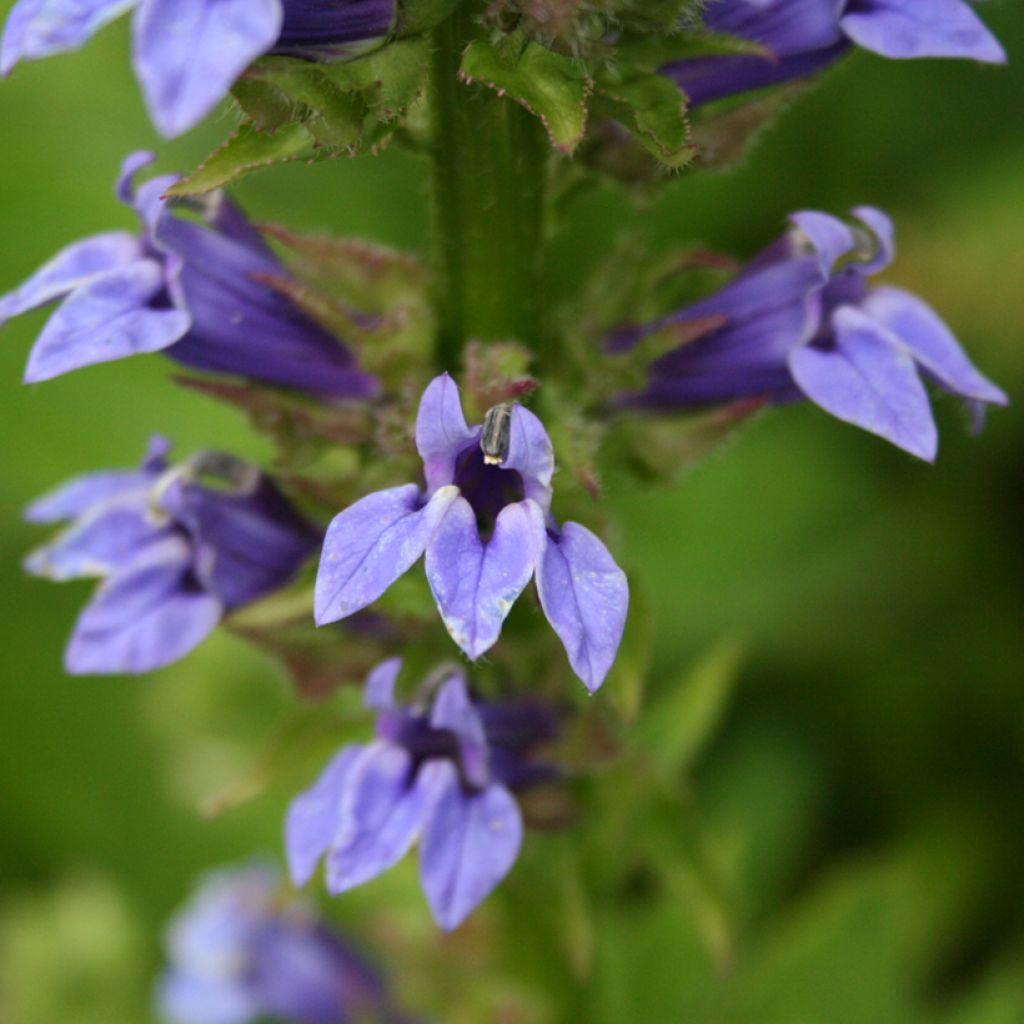 Lobelia siphilitica - Lobélie