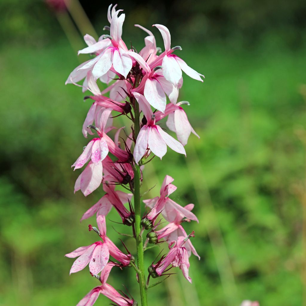 Lobelia Fan Orchid Rose