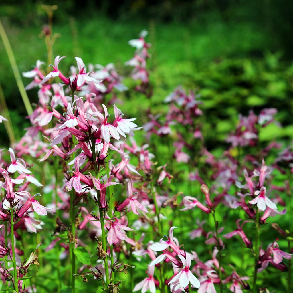 Lobelia Fan Orchid Rose