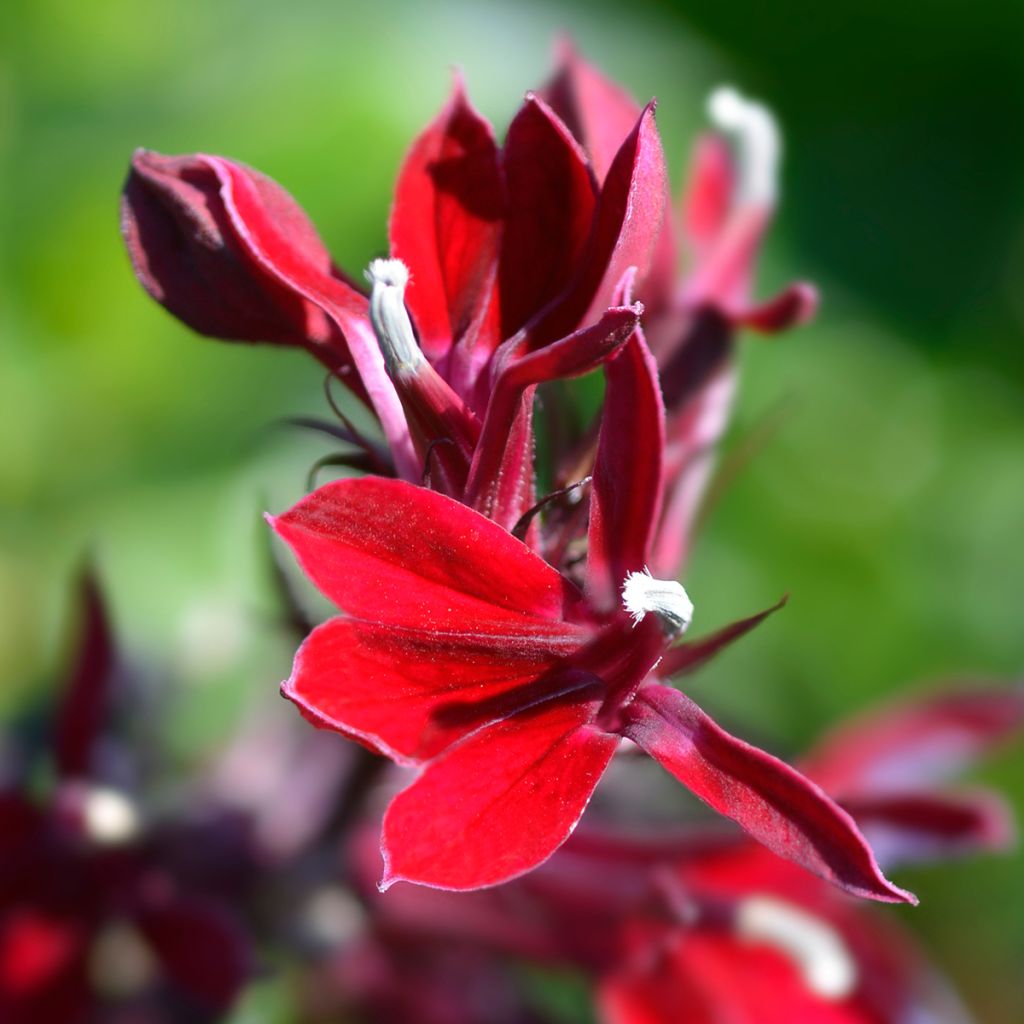 Lobelia speciosa Fan Scharlach