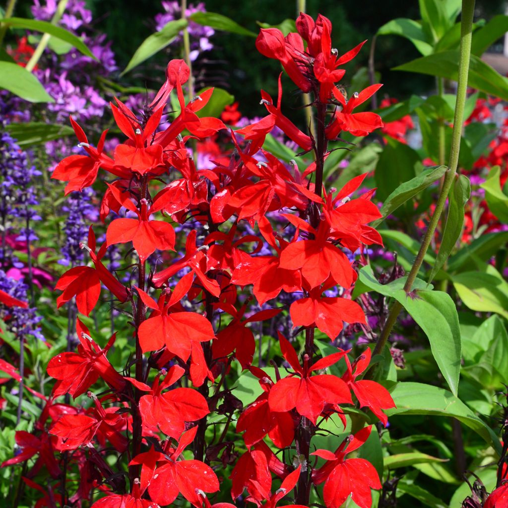 Lobelia Fan burgundy