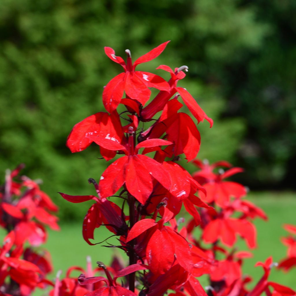 Lobelia Fan burgundy