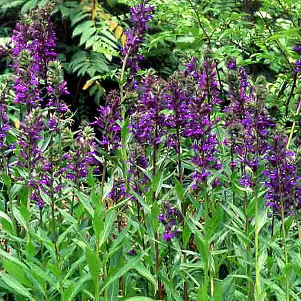 Lobelia speciosa Kompliment Blau