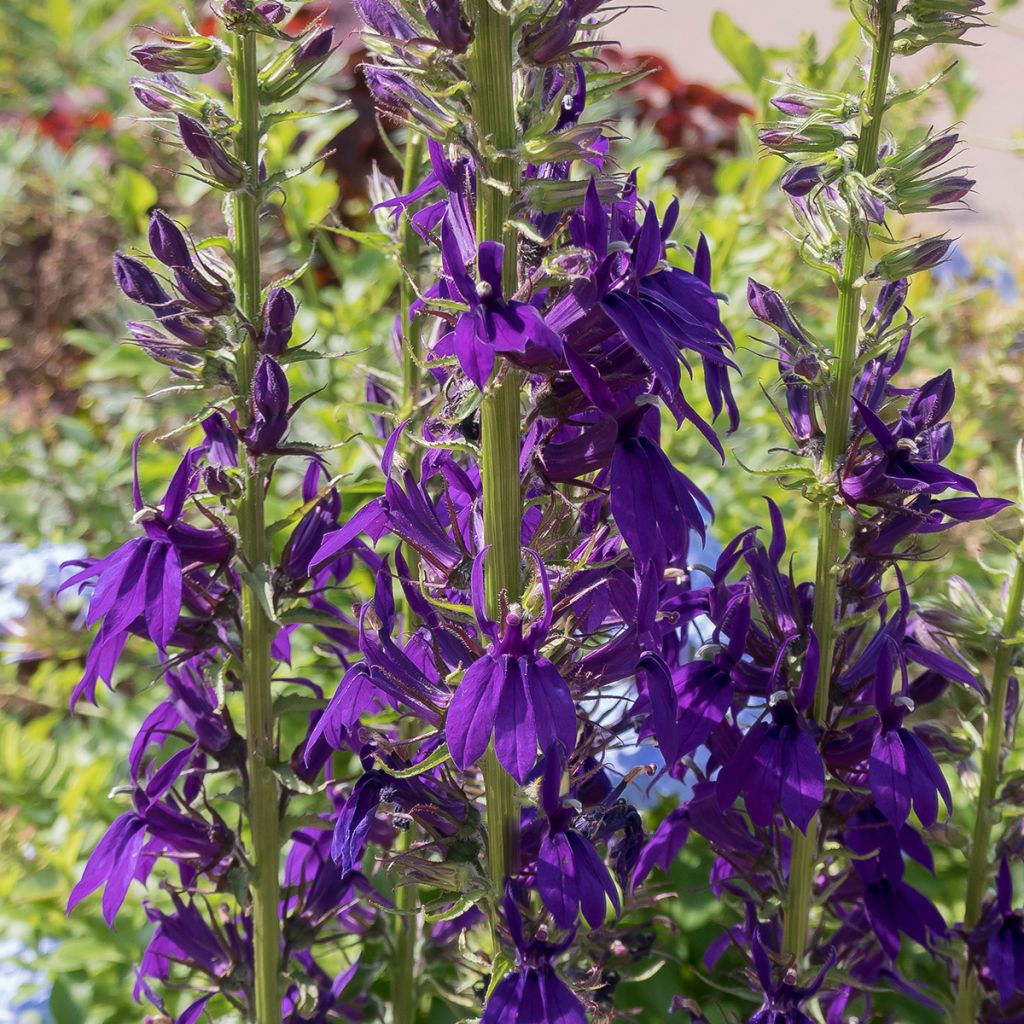 Lobelia Kompliment Blau