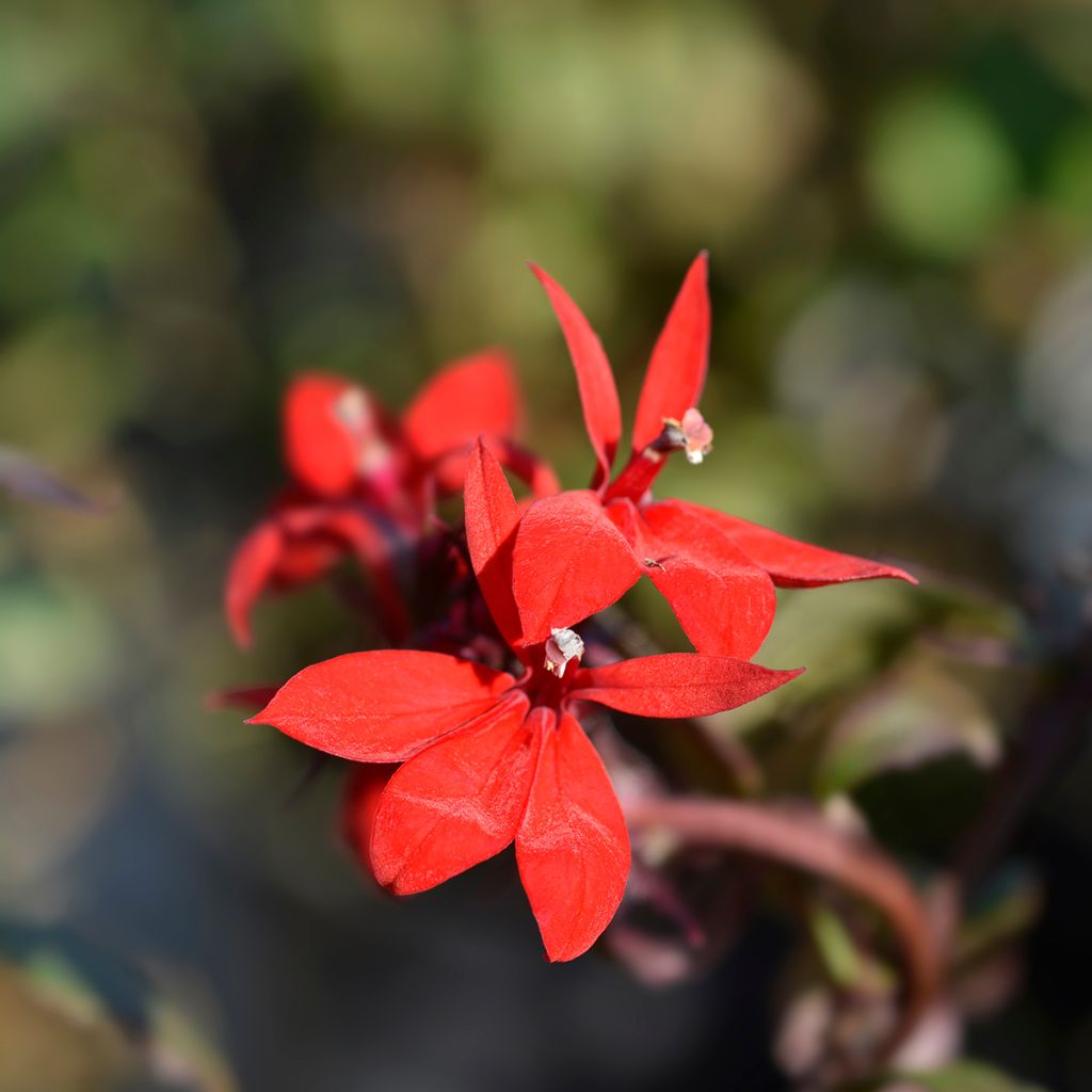 Lobelia Starship Scarlet