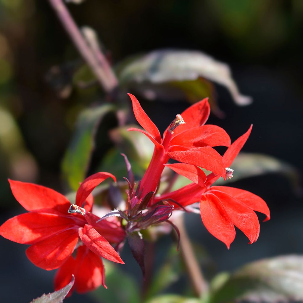 Lobelia Starship Scarlet