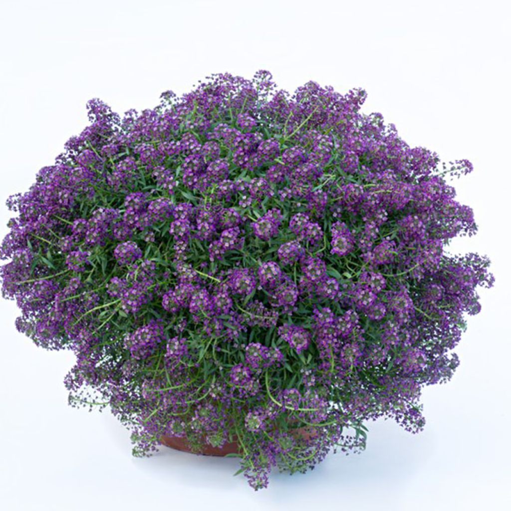 Lobularia Purple Stream - Alysse odorant