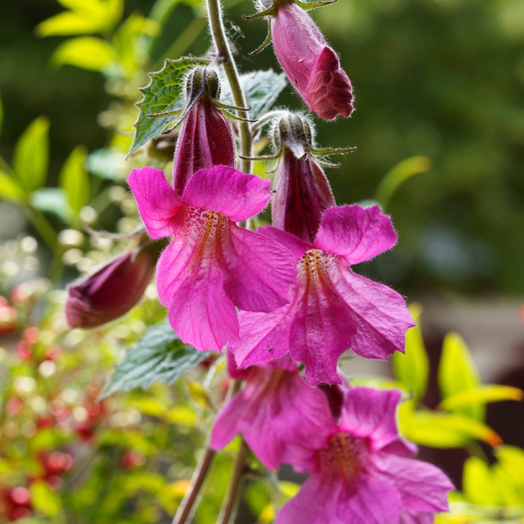 Lophospermum scandens Rosea