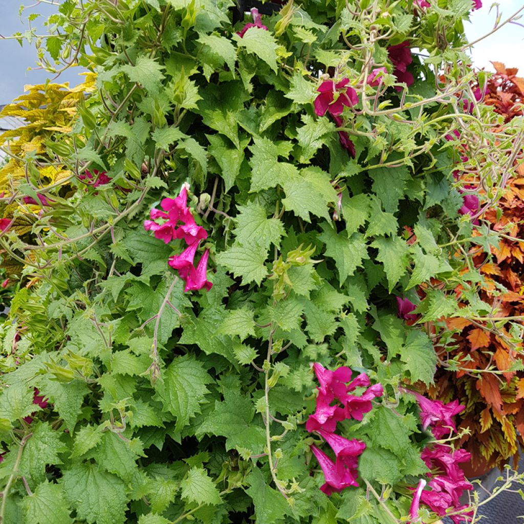 Lophospermum scandens Rosea