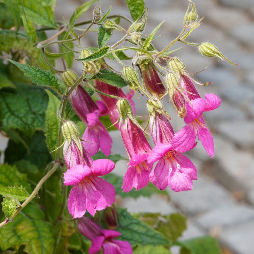 Lophospermum scandens Rosea