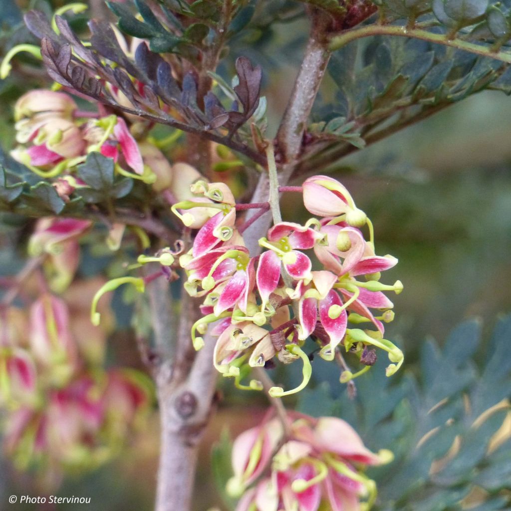 Lomatia ferruginea - Lomatie ferrugineuse