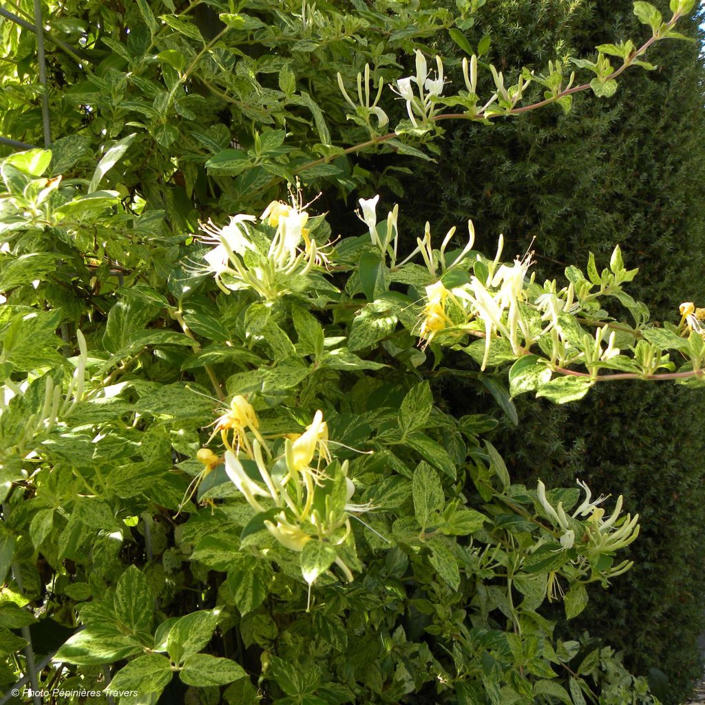 Chèvrefeuille - Lonicera Japonica Mint Crisp