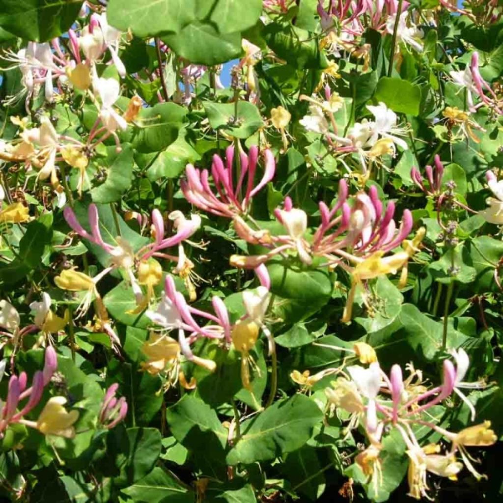 Lonicera periclymenum Serotina - Caprifoglio atlantico