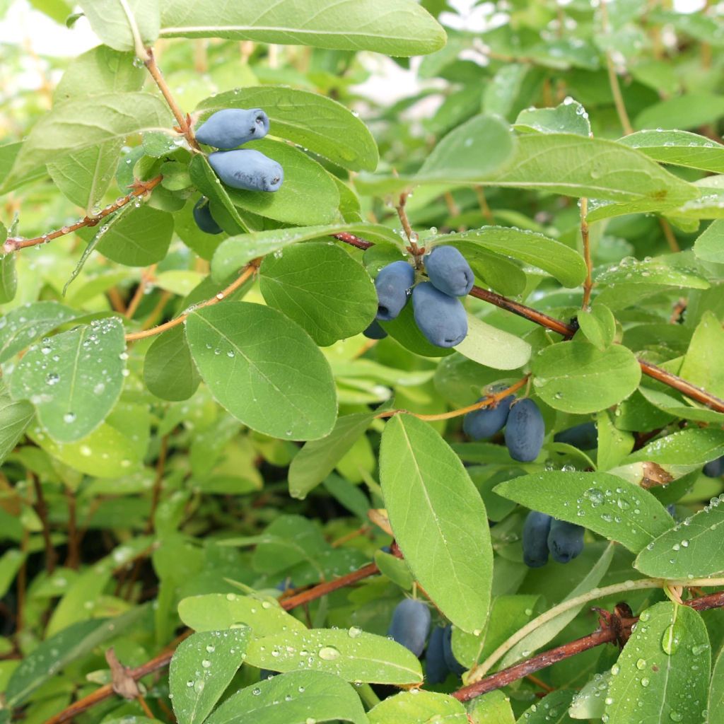 Mirtillo siberiano - Lonicera kamtschatica