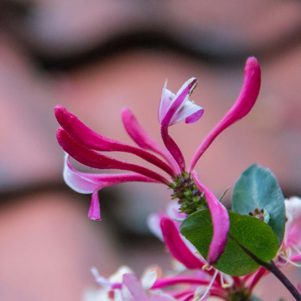 Chèvrefeuille, Lonicera caprifolium