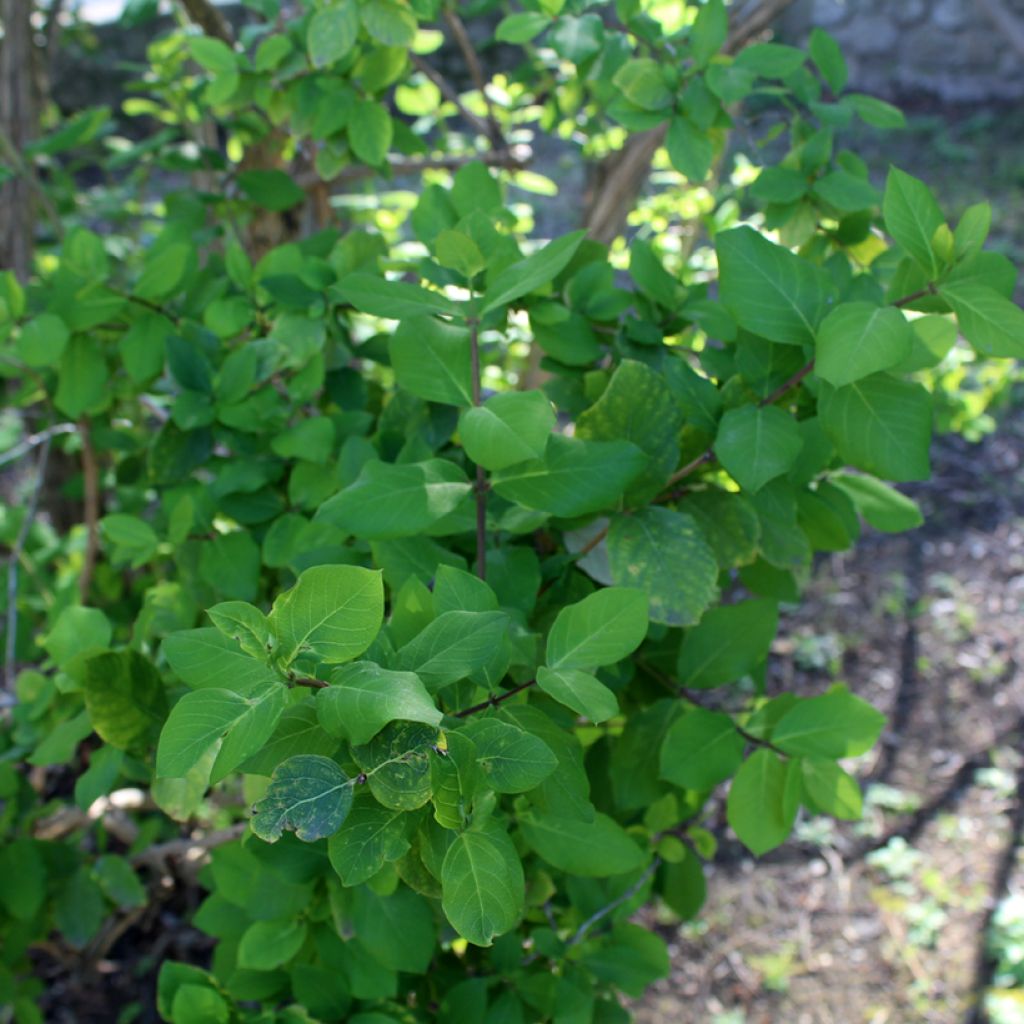 Lonicera fragrantissima - Caprifoglio odoroso