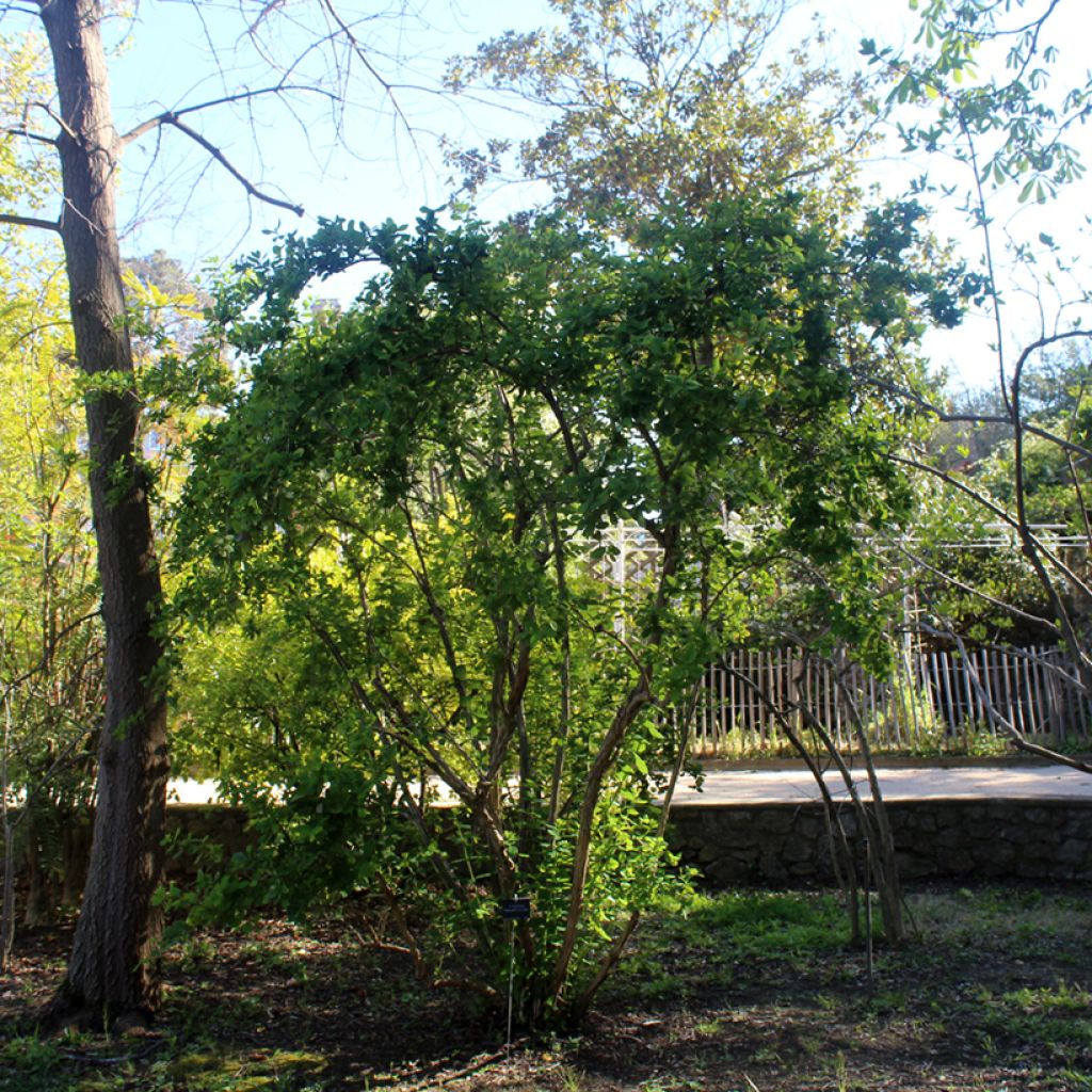 Lonicera fragrantissima - Caprifoglio odoroso