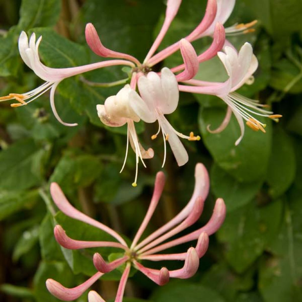 Lonicera heckrottii Gold Flame - Caprifoglio heckrottii