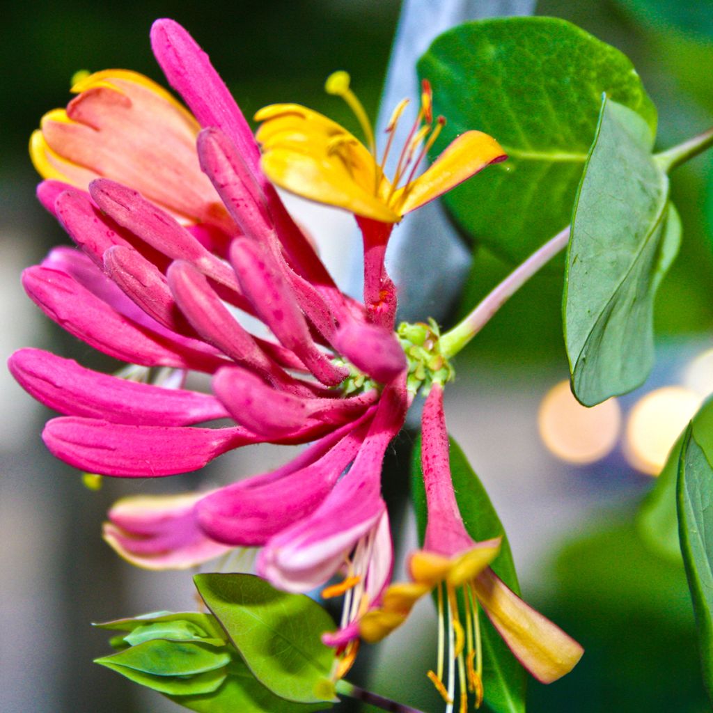 Chèvrefeuille heckrotii Gold Flame - Lonicera