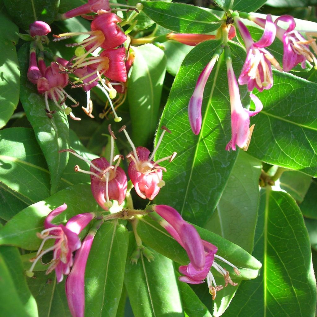 Lonicera henryi - Caprifoglio