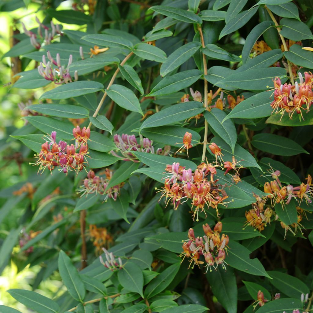 Chèvrefeuille de Henry - Lonicera henryi