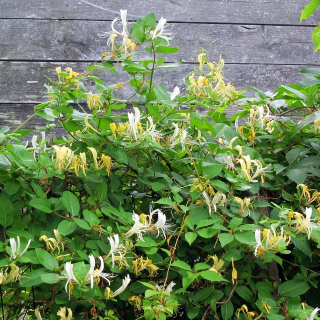 Chèvrefeuille du Japon Sweet Isabel - Lonicera japonica