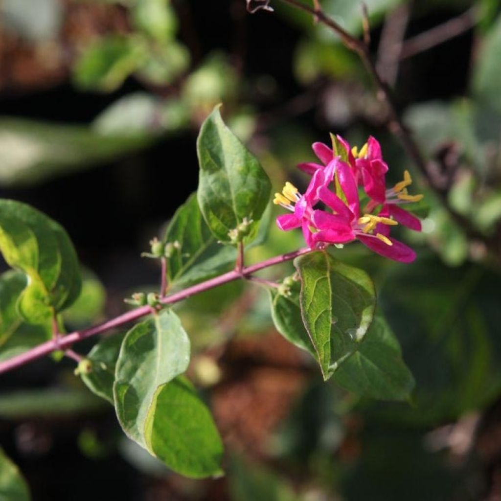 Lonicera tatarica Arnold Red - Caprifoglio dei Tatari