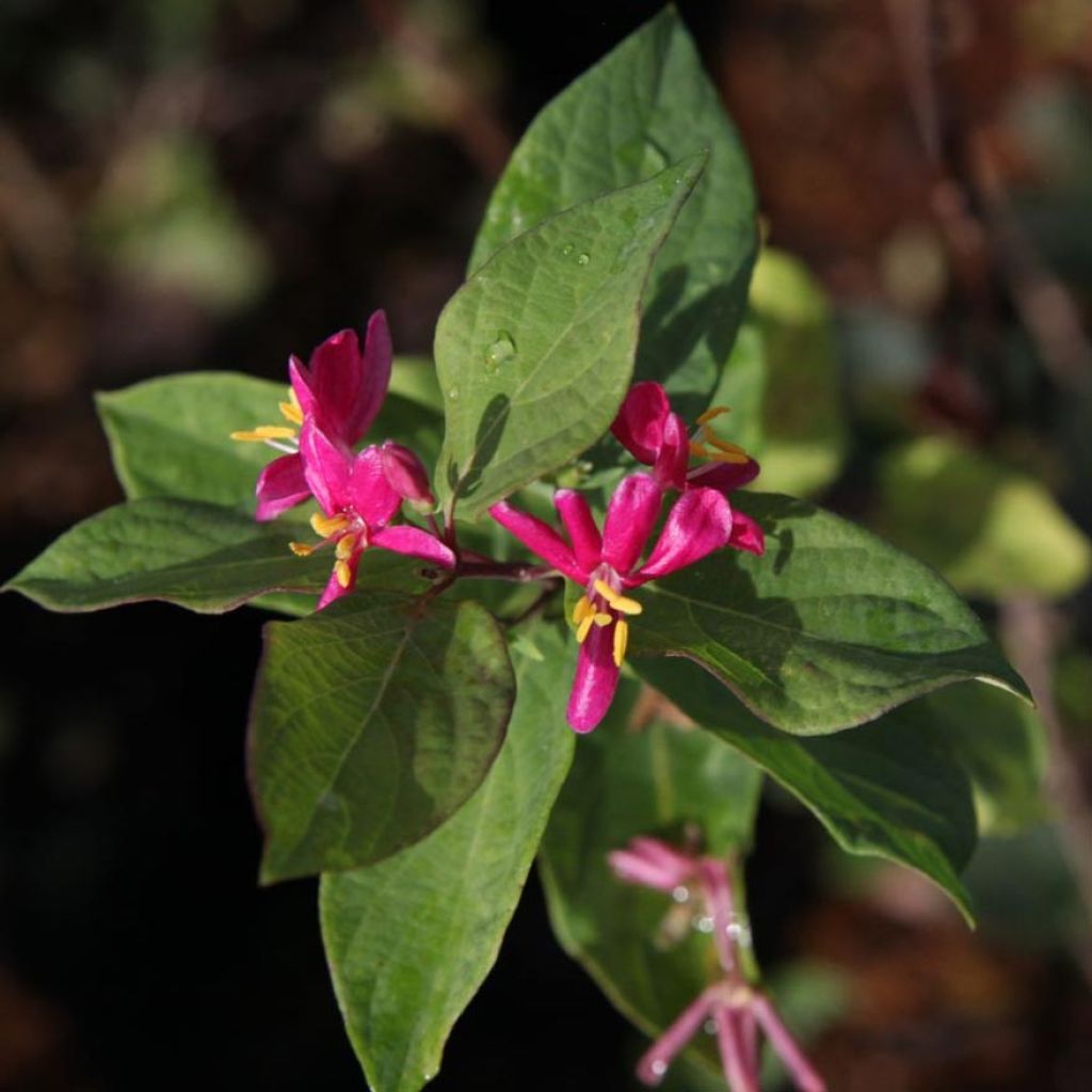 Lonicera tatarica Arnold Red - Caprifoglio dei Tatari