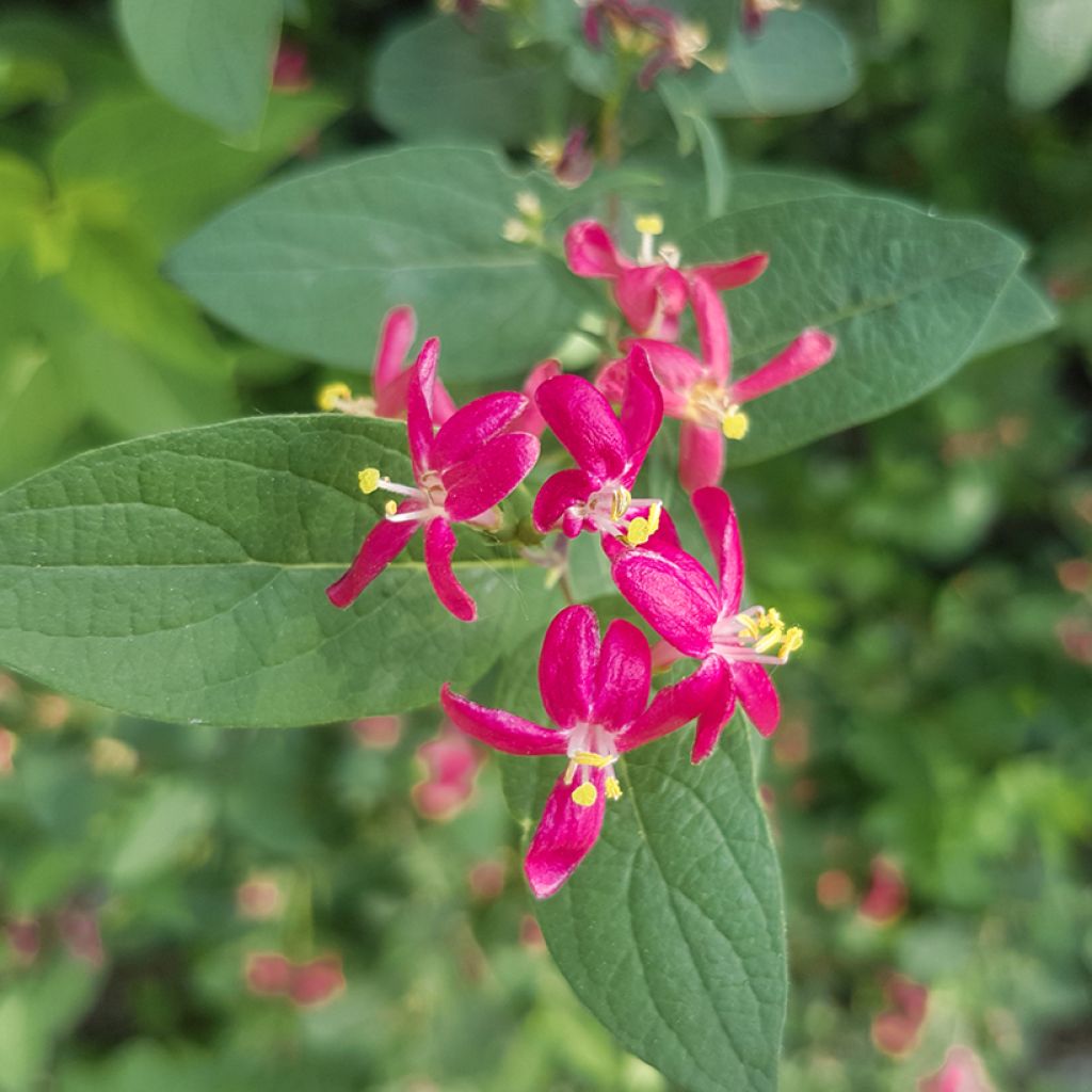 Lonicera tatarica Arnold Red - Caprifoglio dei Tatari